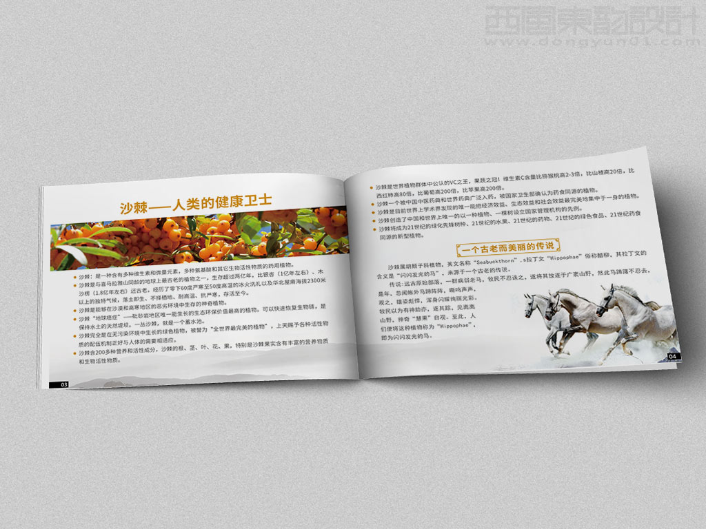 寧波市雷瑞商貿(mào)公司棘行天下產(chǎn)品手冊設(shè)計(jì)之沙棘人類的健康衛(wèi)士內(nèi)頁設(shè)計(jì)